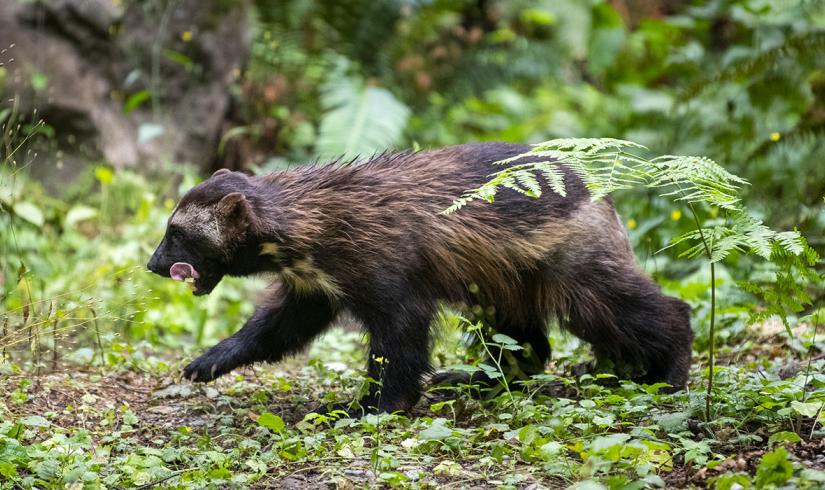 Wolverine Tongue Out Walking